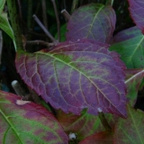 Listovi hortenzije su postali crveni: zašto postaju crveni, šta učiniti